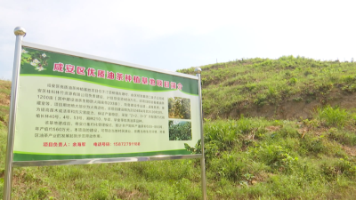 区经发集团：加强油茶种植基地浇灌养护 确保苗木成活率