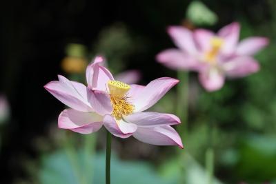 (长江云)湖北咸安：夏日荷花盛放，绘就生态美卷