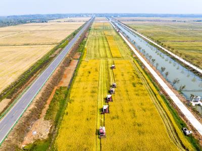 咸宁咸安：又“稻”一年好“丰”景，向阳湖现代农业科技示范园水稻开镰