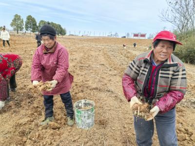 咸宁咸安：立足“土特产” 蹚出致富路