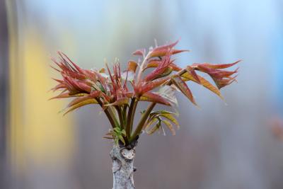 咸宁咸安：“树上蔬菜”冒新芽 “椿”意盎然助增收