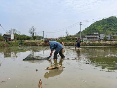 马桥镇仁窝村：发展莲藕种植 助力乡村振兴