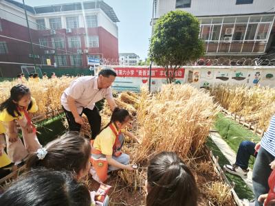 咸宁市第六小学：学校的麦子熟啦！
