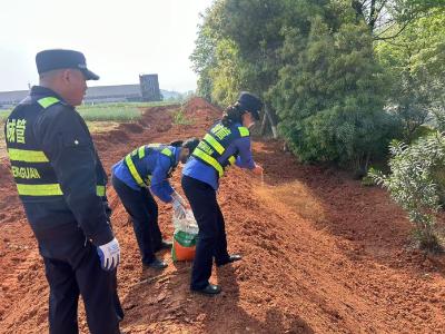 咸安城管：空地撒草籽抑尘添绿 精细化管护增“颜值”
