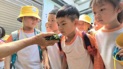 咸安：师生探秘贺胜茶叶大市场 开启沉浸式茶文化研学之旅