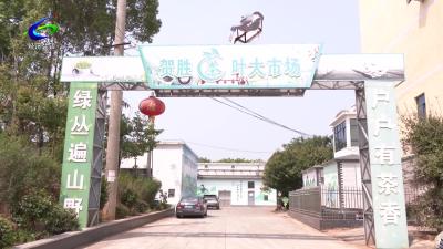 【关爱未成年人成长】460名师生开启沉浸式茶文化研学之旅