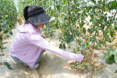 咸宁咸安：种植特色果蔬 助力乡村振兴