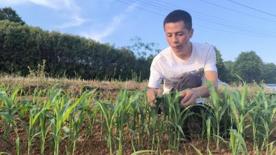 新农人王吉：春播千粒种 秋收万斤粮