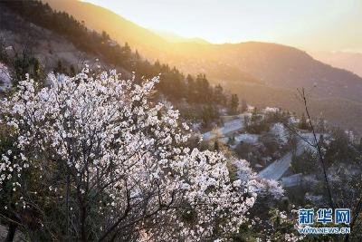 咸安区诗词楹联学会2025年樱花、油菜花两节文旅采风作品选