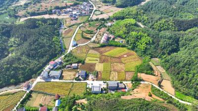 咸宁咸安：机械收割助力油菜“颗粒归仓”