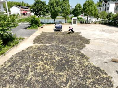 咸宁咸安：菜籽飘香收割忙 “油稻”轮作助增收