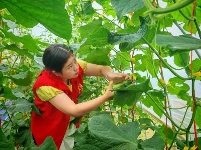 马桥镇高赛村:黄瓜丰收遇“甜蜜难题” 桂乡管家助农抢“鲜”机