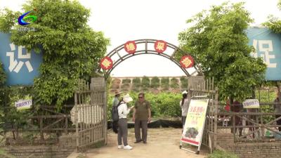 【“五一”小长假】桑葚采摘季：赴一场舌尖与田园的浪漫之约