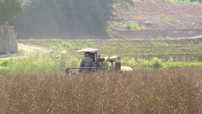 咸宁咸安：2.6万亩油菜收割正当时 颗粒归仓保丰收