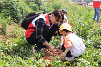 萌娃出击！ “薯” 你最会挖