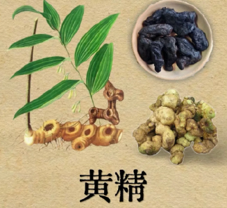黄精，山的馈赠