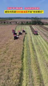 咸安向阳湖5000亩油菜开启“抢收模式”