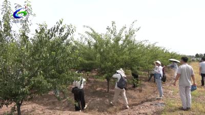 【乡村振兴看咸安】向阳湖镇宝塔村紫皮脆李成熟了