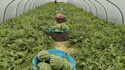 白鹤村：瓜果飘香迎丰收 四季鲜果引客来