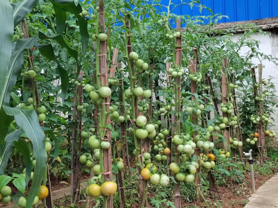 菜园里的年轮：铺路石精神在泥土中扎根