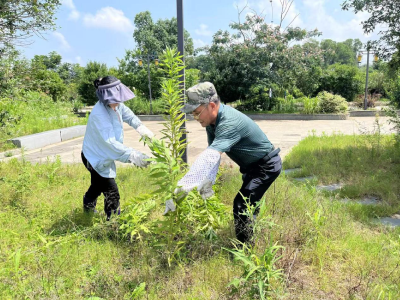 横沟桥镇开展“加拿大一枝黄花”专项清理行动