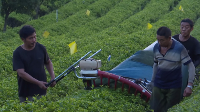 咸宁咸安：茶园夏剪正当时 为来年春茶积蓄能量