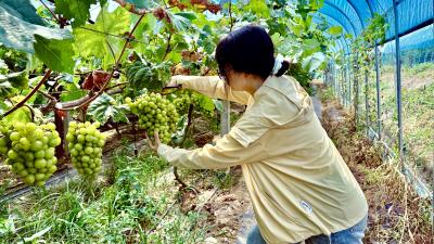 咸宁咸安：果香四溢！贺胜桥镇桃林村阳光玫瑰甜蜜开园