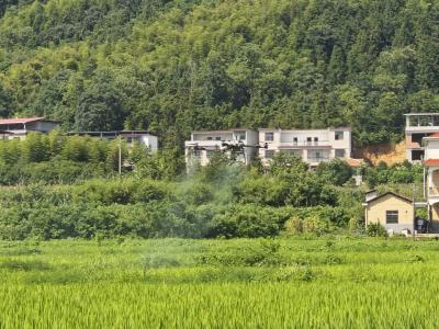 科技赋能！大幕乡200亩稻田“飞”出绿色希望