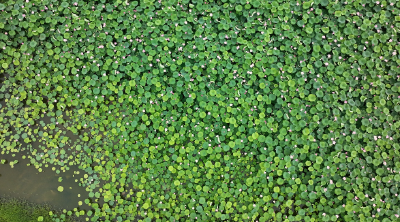 向阳湖镇：七月荷风送香来