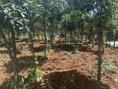 浮山街道综合执法中心：清理私垦菜园 守护生态山林