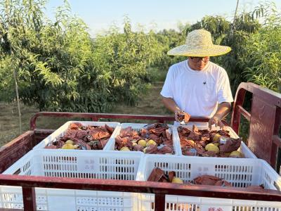咸宁咸安：用“有机密码”解锁“四季甜果”