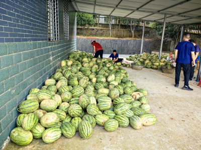 马安村：荒地焕新颜 沃土生“金”光