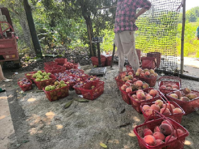 汀泗桥镇黄荆塘村：桃李飘香采摘忙，夏日鲜果正当时