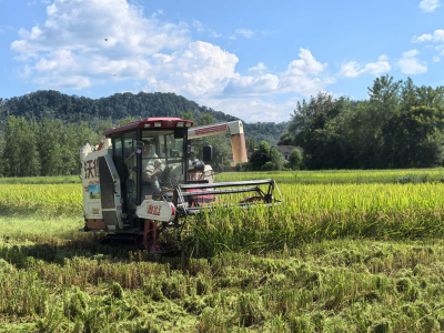 咸宁咸安：双季稻开镰收割 田野奏响丰收曲