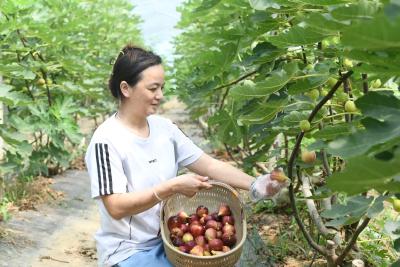 咸宁咸安：特色产业“多点开花” 撬动“甜蜜产业链”