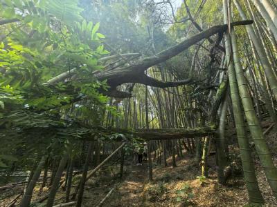夜游凤凰山森林公园随想 