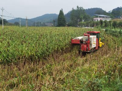 高粱丰收绘新景 石溪村“土疙瘩”里刨出致富路