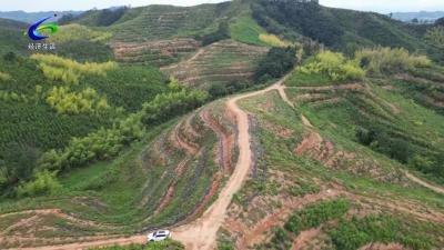 【战高温抢进度 项目建设不停步】区经发集团绿投公司：为油茶基地“解渴”