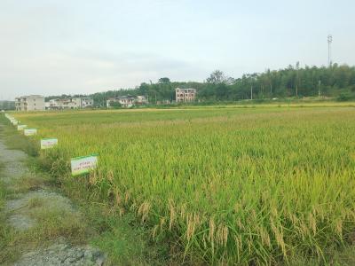 ​咸安区举办水稻新品种“看禾选种”观摩会 