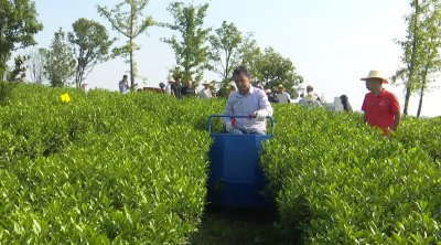 咸宁：开展茶园多功能管理机演示观摩会 共探茶产业发展路径