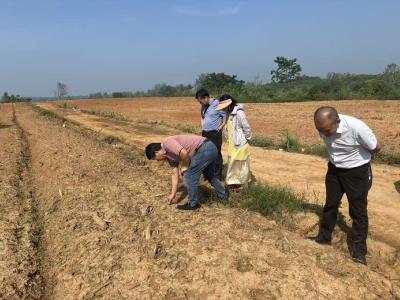 向阳湖镇：抢抓农时育新苗 夯实油菜丰收基础