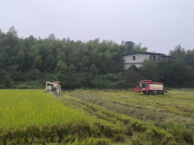 金秋丰收忙！汀泗桥镇黄荆塘村60亩水稻开镰