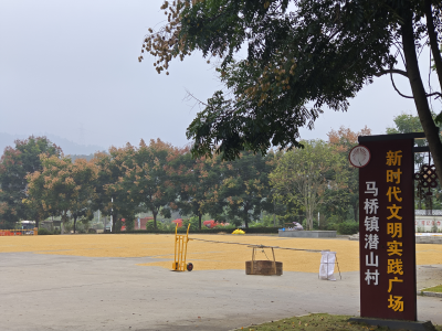  马桥镇潜山村：门前晒谷，铺就乡村振兴金色路