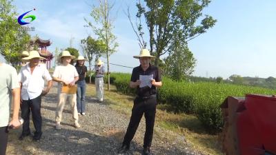 【乡村振兴看咸安】茶园管理机“亮绝活” 观摩会探茶产业发展路径