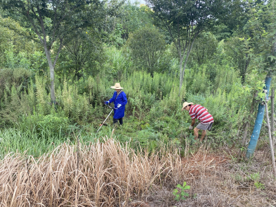 官埠桥镇：开展清理“加拿大一枝黄花”专项行动