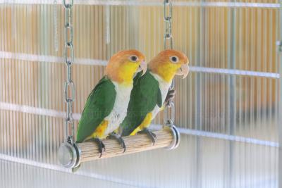 咸安：多部门联合执法 严护野生动物安全