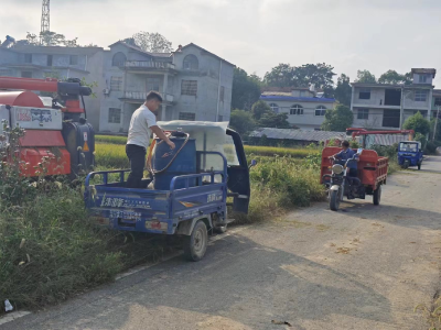 浮山街道白鹤村：稻谷黄，收获忙