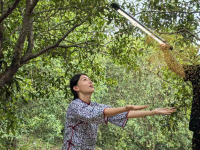 咸安：桂花香里说丰年