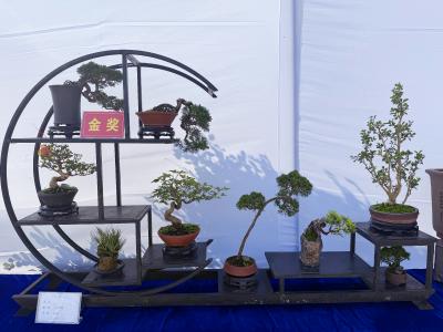 根艺盆景绽芳华，方寸之间藏雅趣！咸安这场展超吸睛