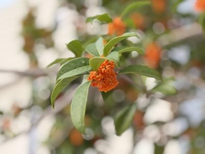 金秋咸安桂香醉满城 文旅融合赋能乡村振兴